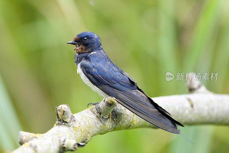 燕子(Hirundo rustica)